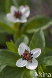 Dwarf Cornel (Cornus suecica)