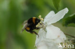 Buff-tailed bumblebee (Bombus terrestris)