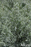 Absintalsem (Artemisia absinthium) 