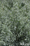 Wormwood (Artemisia absinthium)