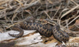 Common Viper (Vipera berus)