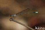 Aeolagrion inca