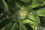 Aeonium gomerense