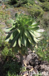 Aeonium gomerense