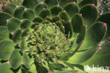 Aeonium gomerense