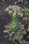 Aeonium spec