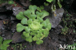 Aeonium spec