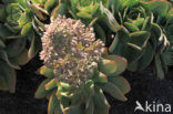 Aeonium urbicum