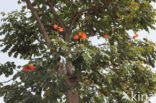 African tulip tree (Spathodea campanulata)