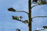 Agave (Agave spec.)