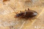 Agonum livens