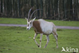 scimitar-horned oryx (Oryx dammah) 