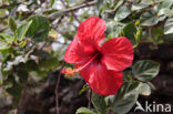 Althaeastruik (Hibiscus)