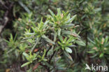 Amagante (Cistus simphytifolius)