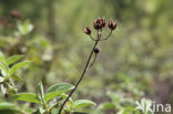 Amagante (Cistus simphytifolius)