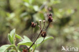 Amagante (Cistus simphytifolius)