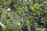 Almond (Prunus dulcis)