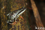 Amazon Harlequin Toad (Atelopus spumarius) 