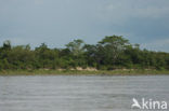 Amazone