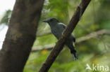 Amazonian Antshrike (Thamnophilus amazonicus)