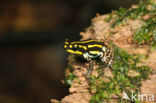 Ranitomeya flavovittata