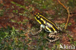 Ranitomeya flavovittata