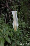 Amerikaanse aronskelk (Arum spec.)