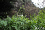 Amerikaanse aronskelk (Arum spec.)