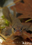 Striped Mud Minnow (Umbra pygmaea)