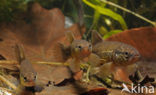 Striped Mud Minnow (Umbra pygmaea)