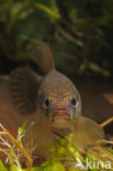 Striped Mud Minnow (Umbra pygmaea)