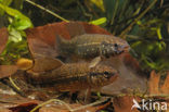Striped Mud Minnow (Umbra pygmaea)