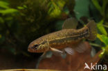 Striped Mud Minnow (Umbra pygmaea)