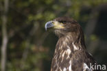 American bald eagle (Haliaeetus leucocephalus)