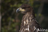 American bald eagle (Haliaeetus leucocephalus)