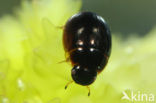 Anacaena globulus