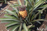 Pineapple (Ananas comosus)