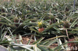 Pineapple (Ananas comosus)
