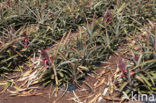 Pineapple (Ananas comosus)