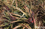 Pineapple (Ananas comosus)