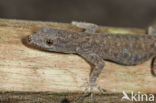 Anolis sp.