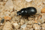 Aphodius ater