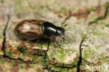 Aphodius contaminatus