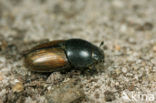 Aphodius erraticus