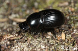 Aphodius fossor