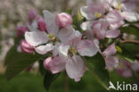 Apple (Malus domesticus)