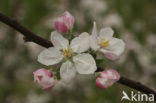 Apple (Malus domesticus)