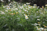 Argyranthemum broussonetii