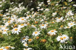 Argyranthemum broussonetii