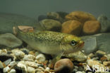 Atlantic Salmon (Salmo salar)